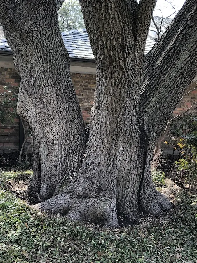 Mature heritage tree close to a Halifax property cared for by certified arborists